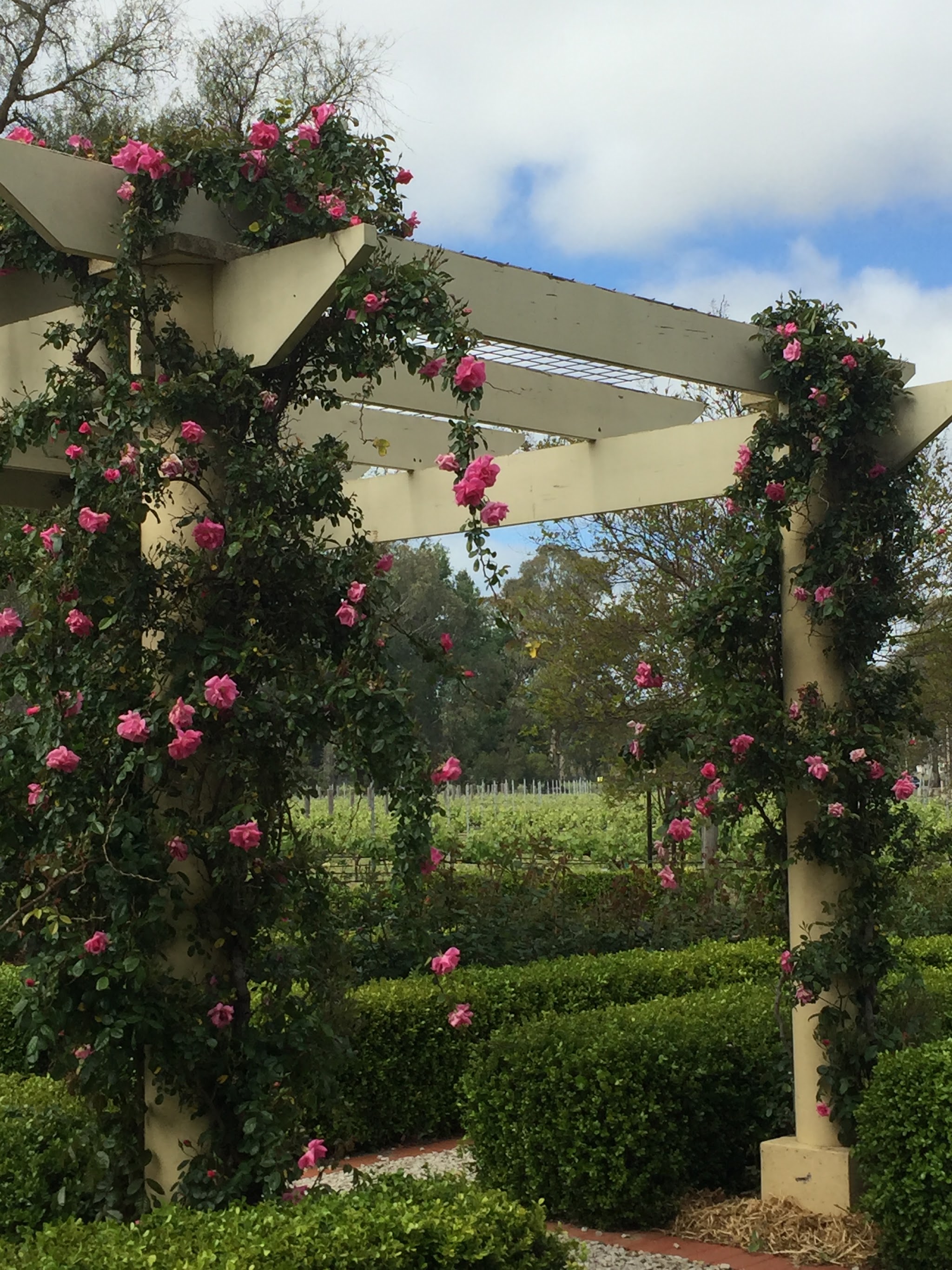 Pink climbing roses over the pergola at Barossa House, with vineyard rows beyond